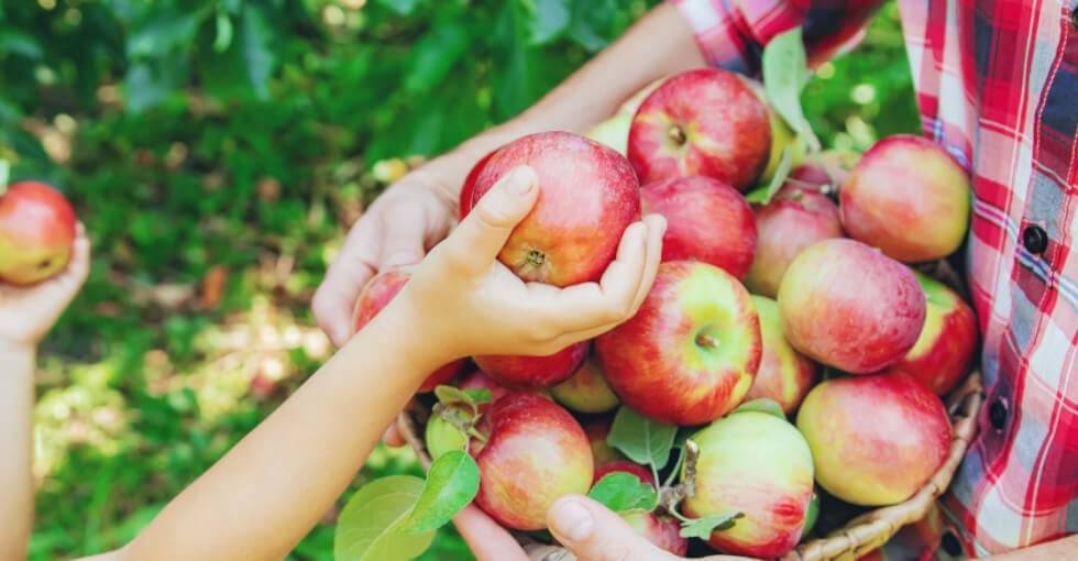 Je choisis mes pommes